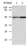 Western blot - Anti-Caspase-2 antibody (AB182657)