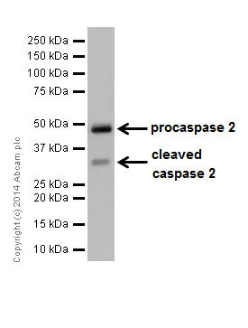 Western blot - Anti-Caspase-2 antibody [EPR16796] (AB179520)