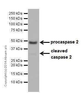 Western blot - Anti-Caspase-2 antibody [EPR16796] (AB179520)