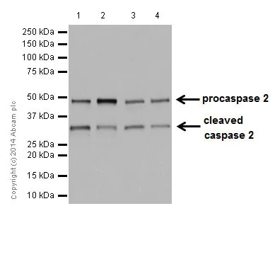Western blot - Anti-Caspase-2 antibody [EPR16796] - BSA and Azide free (AB240217)