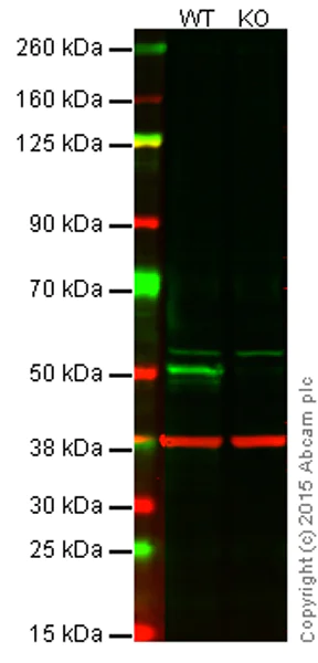 Western blot - Anti-Caspase-2 antibody [EPR16796] - BSA and Azide free (AB240217)