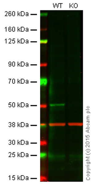 Western blot - Anti-Caspase-2 antibody [EPR17881] (AB182738)