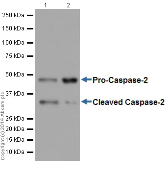 Western blot - Anti-Caspase-2 antibody [EPR17881] - BSA and Azide free (AB250636)