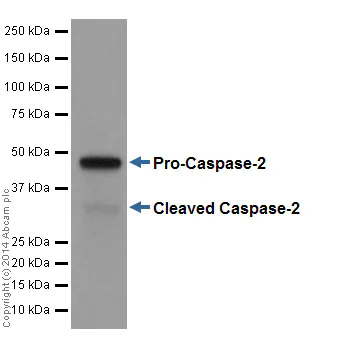 Western blot - Anti-Caspase-2 antibody [EPR17881] - BSA and Azide free (AB250636)