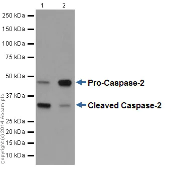 Western blot - Anti-Caspase-2 antibody [EPR17881] - BSA and Azide free (AB250636)