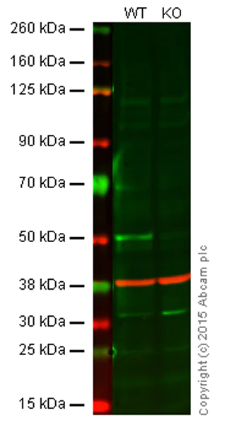 Western blot - Anti-Caspase-2 antibody [Y154] - BSA and Azide free (AB247211)