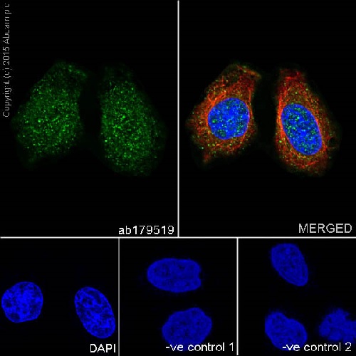 Immunocytochemistry/ Immunofluorescence - Anti-Caspase-2L antibody [EPR16790] (AB179519)