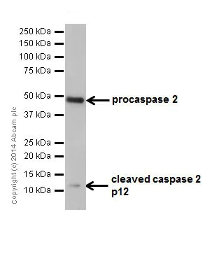 Western blot - Anti-Caspase-2L antibody [EPR16790] (AB179519)