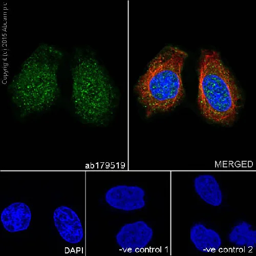 Immunocytochemistry/ Immunofluorescence - Anti-Caspase-2L antibody [EPR16790] - BSA and Azide free (AB250106)
