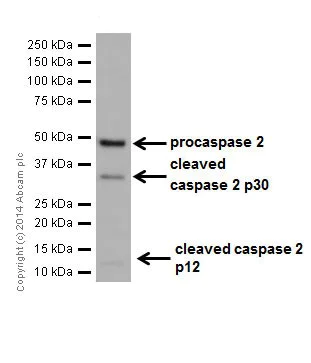 Western blot - Anti-Caspase-2L antibody [EPR16790] - BSA and Azide free (AB250106)