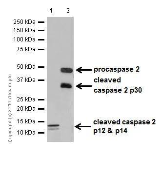 Western blot - Anti-Caspase-2L antibody [EPR16790] - BSA and Azide free (AB250106)