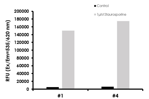 Functional Studies - Caspase-3/7, Caspase-8 and Caspase-9 Multiplex Activity Assay Kit (Fluorometric) (AB219915), expandable thumbnail