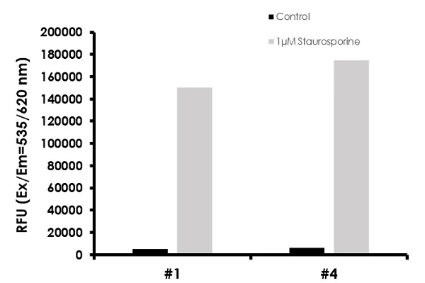Functional Studies - Caspase-3/7, Caspase-8 and Caspase-9 Multiplex Activity Assay Kit (Fluorometric) (AB219915)