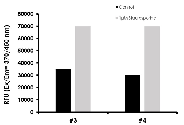 Functional Studies - Caspase-3/7, Caspase-8 and Caspase-9 Multiplex Activity Assay Kit (Fluorometric) (AB219915), expandable thumbnail