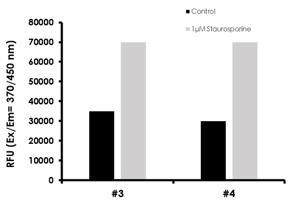 Functional Studies - Caspase-3/7, Caspase-8 and Caspase-9 Multiplex Activity Assay Kit (Fluorometric) (AB219915)