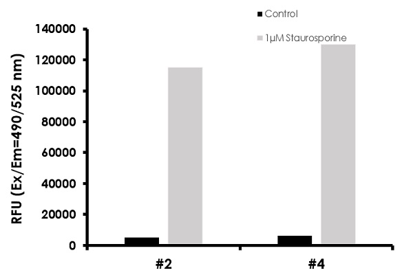 Functional Studies - Caspase-3/7, Caspase-8 and Caspase-9 Multiplex Activity Assay Kit (Fluorometric) (AB219915), expandable thumbnail