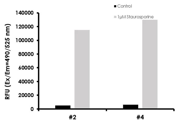 Functional Studies - Caspase-3/7, Caspase-8 and Caspase-9 Multiplex Activity Assay Kit (Fluorometric) (AB219915)