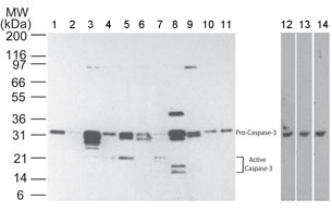 Western blot - Anti-Caspase-3 antibody [31A1067] (AB13585), expandable thumbnail