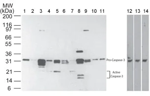 Western blot - Anti-Caspase-3 antibody [31A1067] (AB13585)