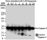Western blot - Anti-Caspase-3 antibody [31A1067] (AB13585), expandable thumbnail