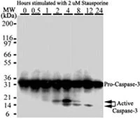 Western blot - Anti-Caspase-3 antibody [31A1067] (AB13585)