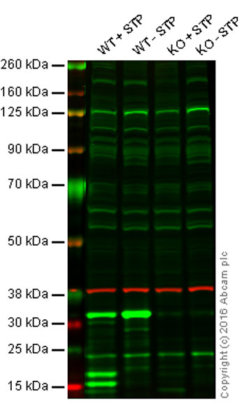Western blot - Anti-Caspase-3 antibody [31A1067] (AB13585), expandable thumbnail