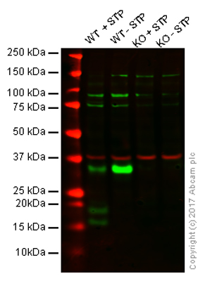 Western blot - Anti-Caspase-3 antibody (AB13847), expandable thumbnail