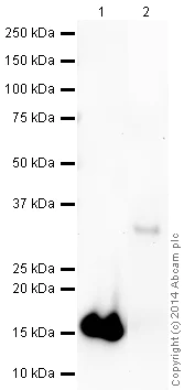 Western blot - Anti-Caspase-3 antibody (AB13847)