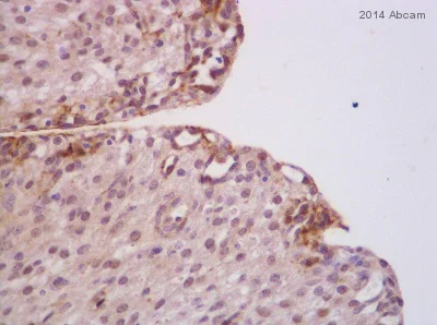Immunohistochemistry (Formalin/PFA-fixed paraffin-embedded sections) - Anti-Caspase-3 antibody (AB4051)