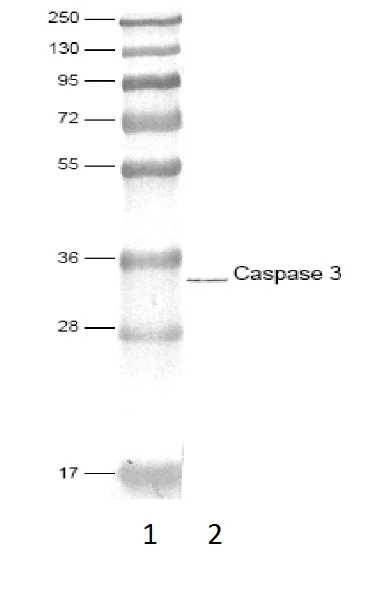 Western blot - Anti-Caspase-3 antibody (AB4051)
