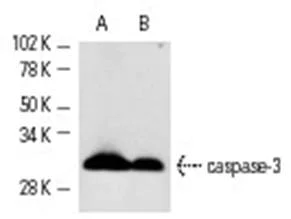 Western blot - Anti-Caspase-3 antibody (AB44976)