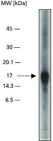 Western blot - Anti-Caspase-3 antibody (AB49822)