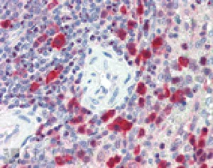 Immunohistochemistry (Formalin/PFA-fixed paraffin-embedded sections) - Anti-Caspase-3 antibody (AB90437)
