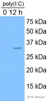 Western blot - Anti-Caspase-3 antibody (AB90437)