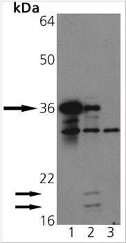 Western blot - Anti-Caspase-3 antibody (AB90437)