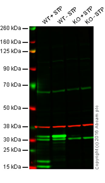 Western blot - Anti-Caspase-3 antibody [ABM1C12] (AB208161), expandable thumbnail