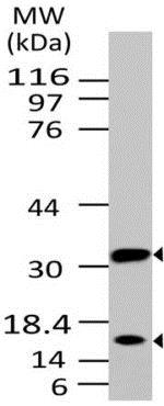 Western blot - Anti-Caspase-3 antibody [ABM1C12] (ab208161), expandable thumbnail
