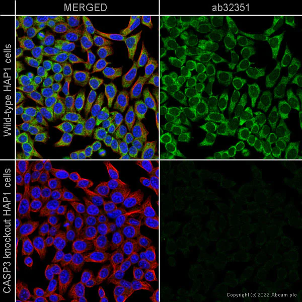Immunocytochemistry/ Immunofluorescence - Anti-Caspase-3 antibody [E87] (AB32351)