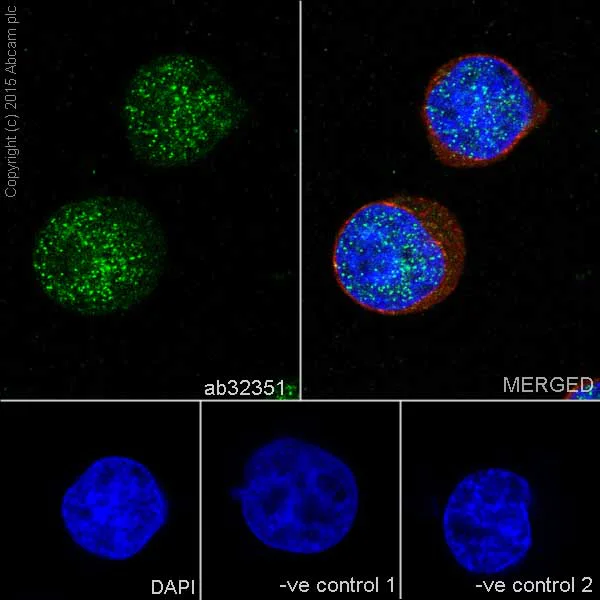 Immunocytochemistry/ Immunofluorescence - Anti-Caspase-3 antibody [E87] (AB32351)