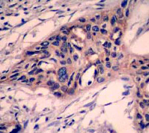 Immunohistochemistry (Formalin/PFA-fixed paraffin-embedded sections) - Anti-Caspase-3 antibody [E87] (AB32351)