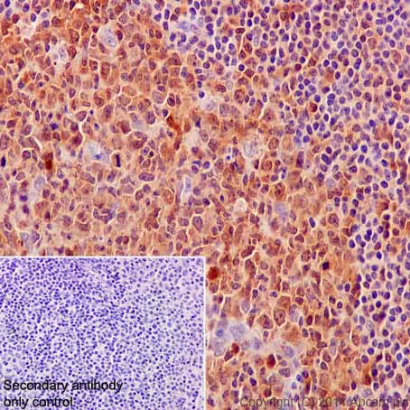 Immunohistochemistry (Formalin/PFA-fixed paraffin-embedded sections) - Anti-Caspase-3 antibody [E87] (AB32351)