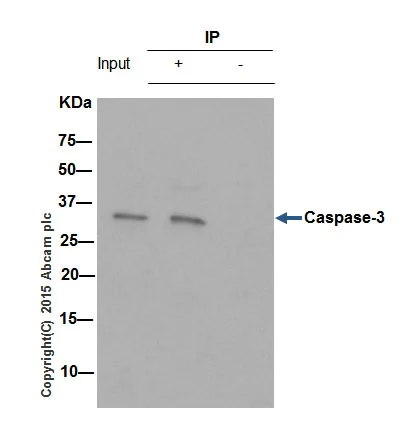 Immunoprecipitation - Anti-Caspase-3 antibody [E87] (AB32351)