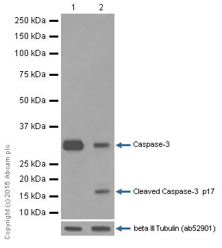 Western blot - Anti-Caspase-3 antibody [E87] (AB32351)