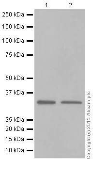 Western blot - Anti-Caspase-3 antibody [E87] (AB32351)