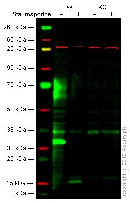 Western blot - Anti-Caspase-3 antibody [E87] (AB32351)