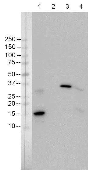 Western blot - Anti-Caspase-3 antibody [E87] (AB32351)