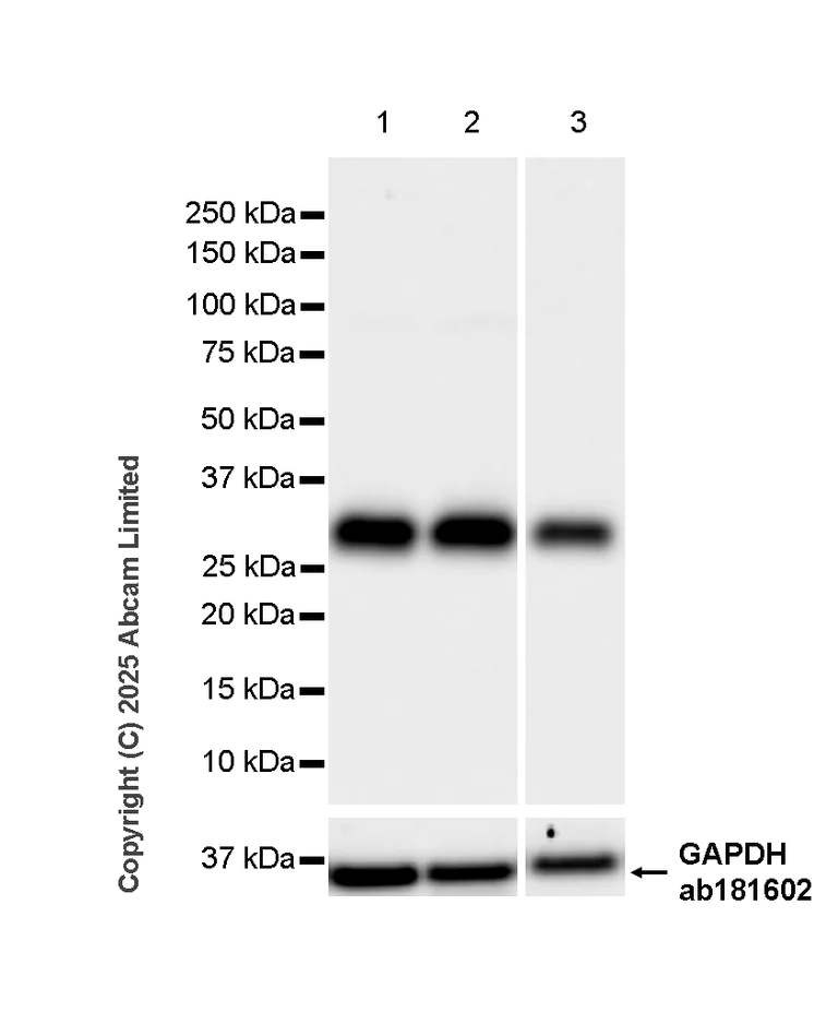 Western blot - Anti-Caspase-3 antibody [EPR17664-28] - BSA and Azide free (Detector) (AB281085)