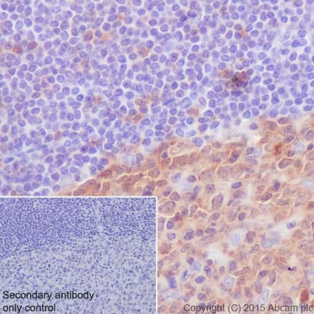 Immunohistochemistry (Formalin/PFA-fixed paraffin-embedded sections) - Anti-Caspase-3 antibody [EPR18297] (ab184787), expandable thumbnail
