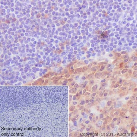 Immunohistochemistry (Formalin/PFA-fixed paraffin-embedded sections) - Anti-Caspase-3 antibody [EPR18297] (AB184787)