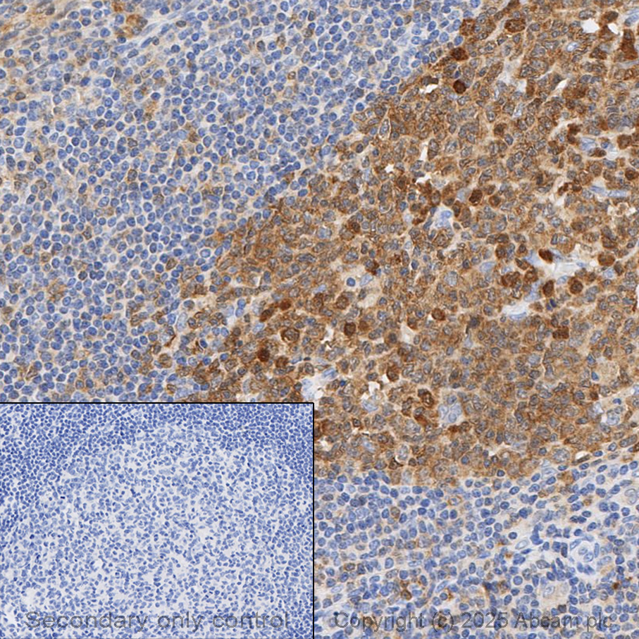 Immunohistochemistry (Formalin/PFA-fixed paraffin-embedded sections) - Anti-Caspase-3 antibody [EPR18297] (ab184787), expandable thumbnail